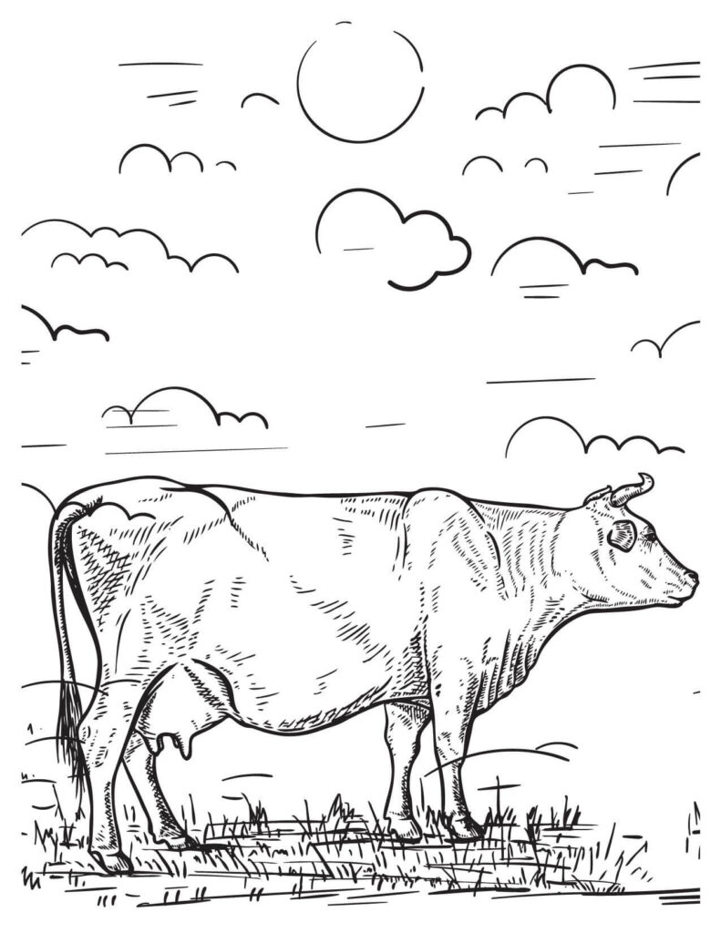 A Cow Is Walking In A Field cow coloring pages