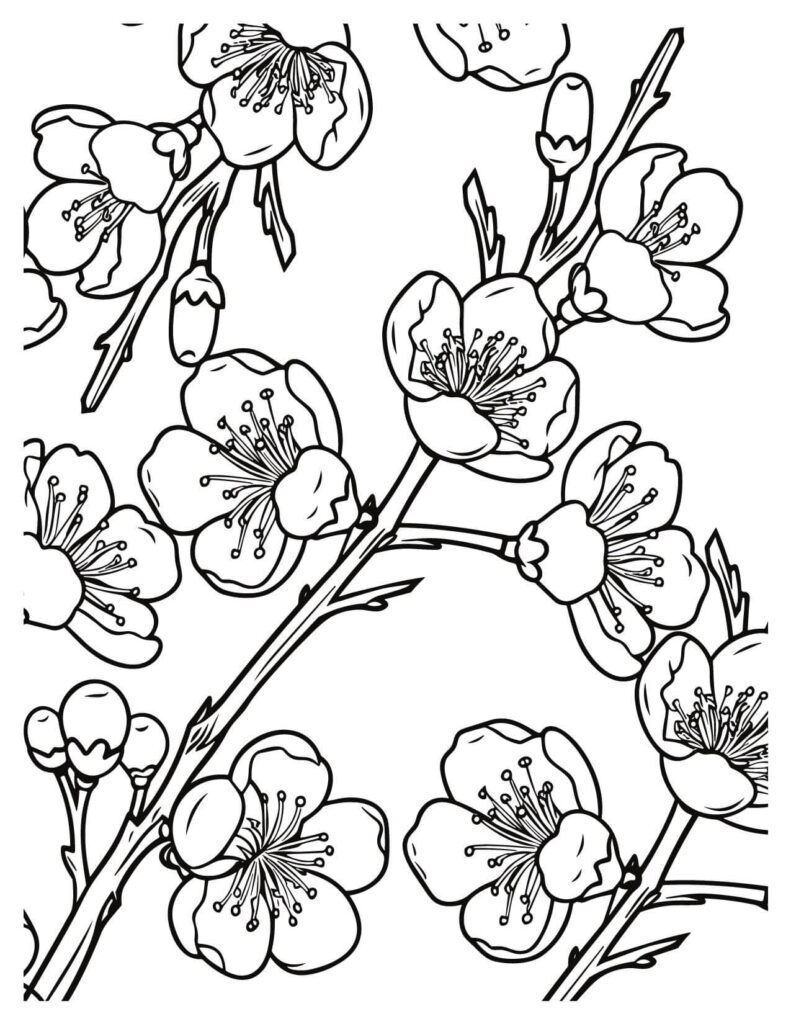  Adorable Plum Blossom Branches cherry blossoms coloring pages