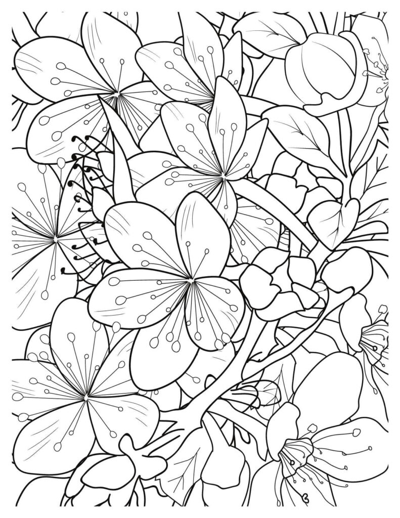 Beautiful Evergreen cherry blossoms coloring pages