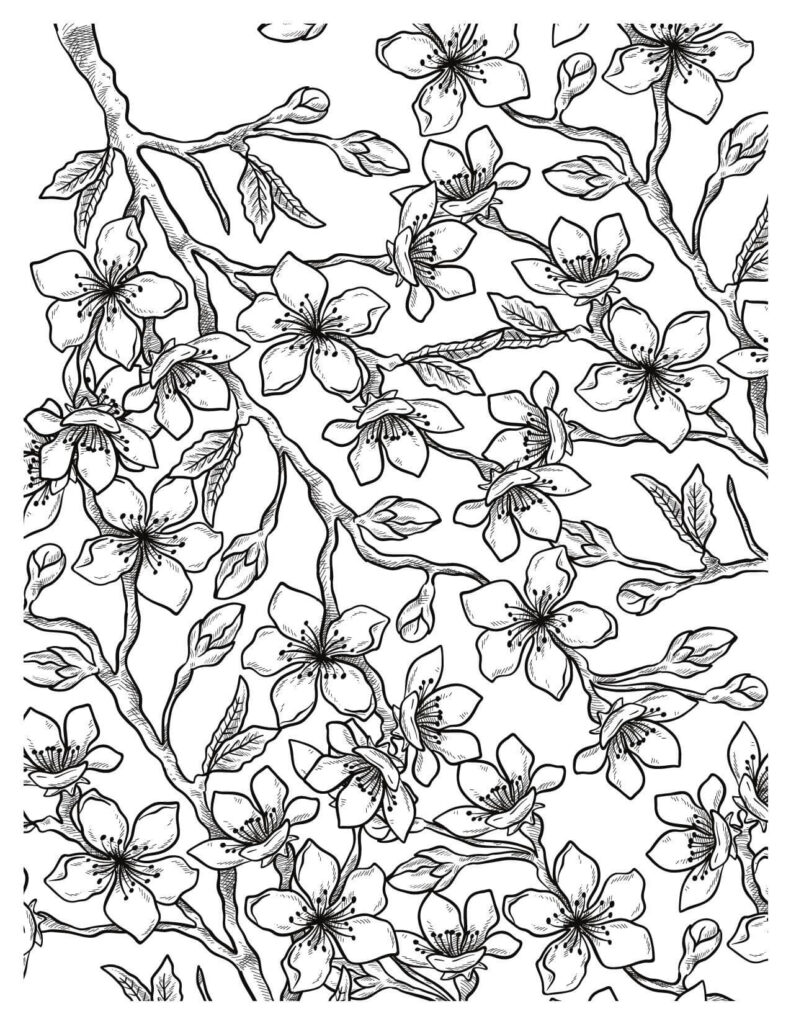 cherry blossoms coloring pages Pattern