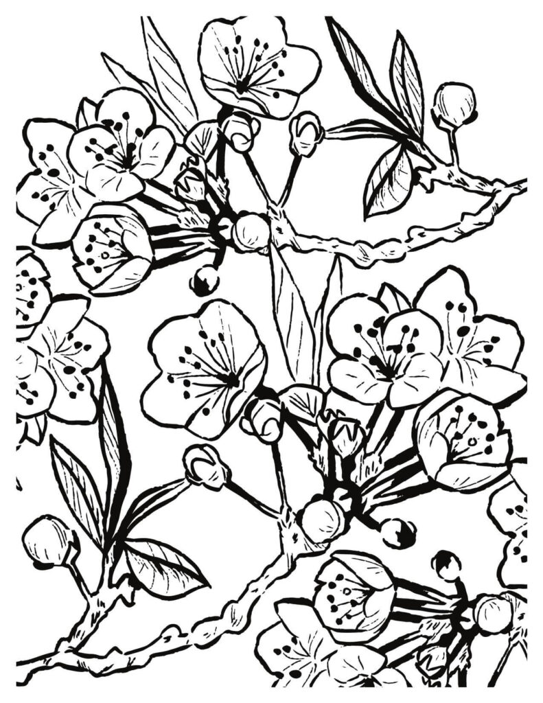 cherry blossoms coloring pages With Leaves