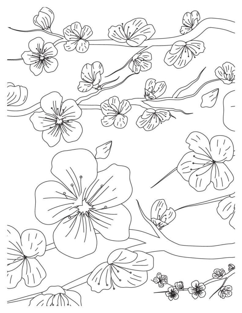 cherry blossoms coloring pages Outline Pattern
