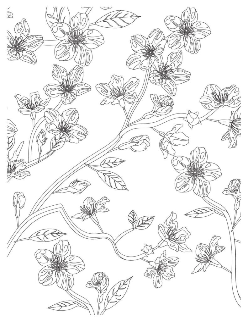 Decorative cherry blossoms coloring pages