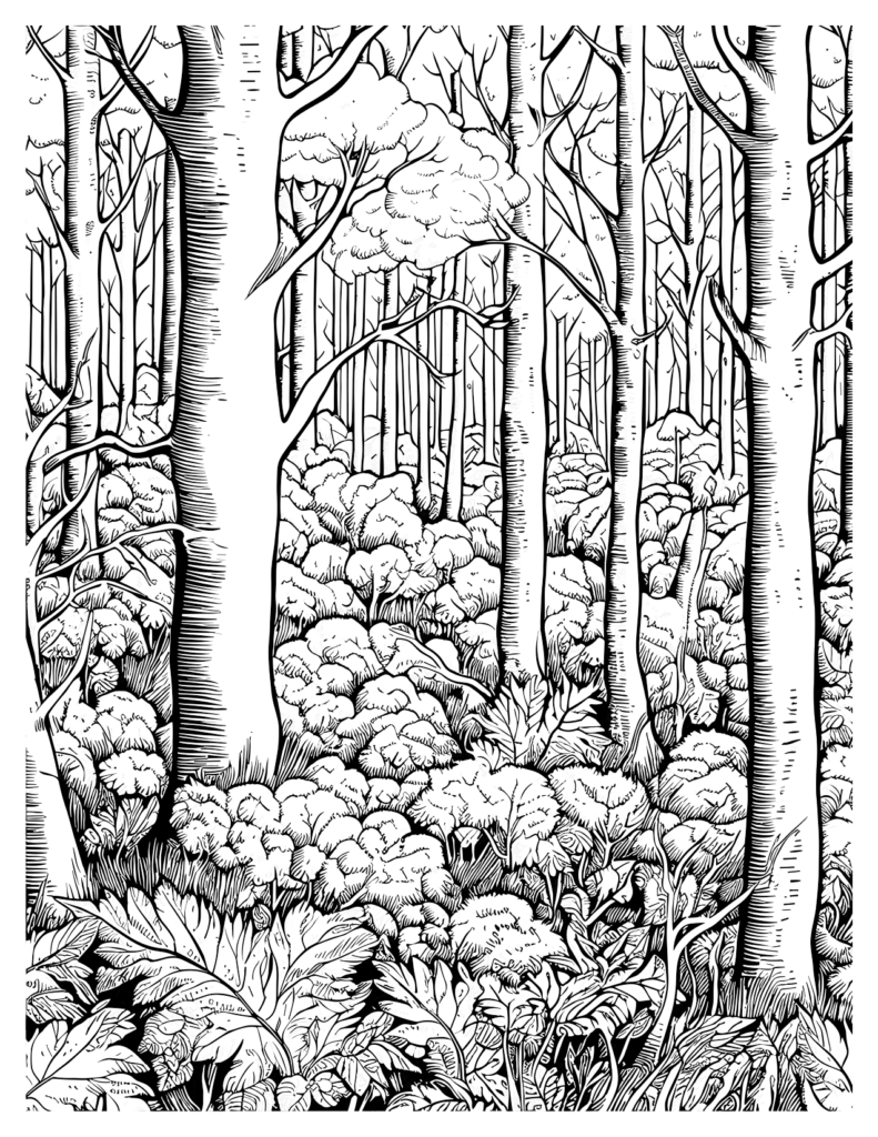 Dense Trees Majestic Redwood Forest Coloring Pages