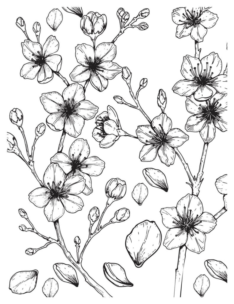 Falling Plum cherry blossoms coloring pages