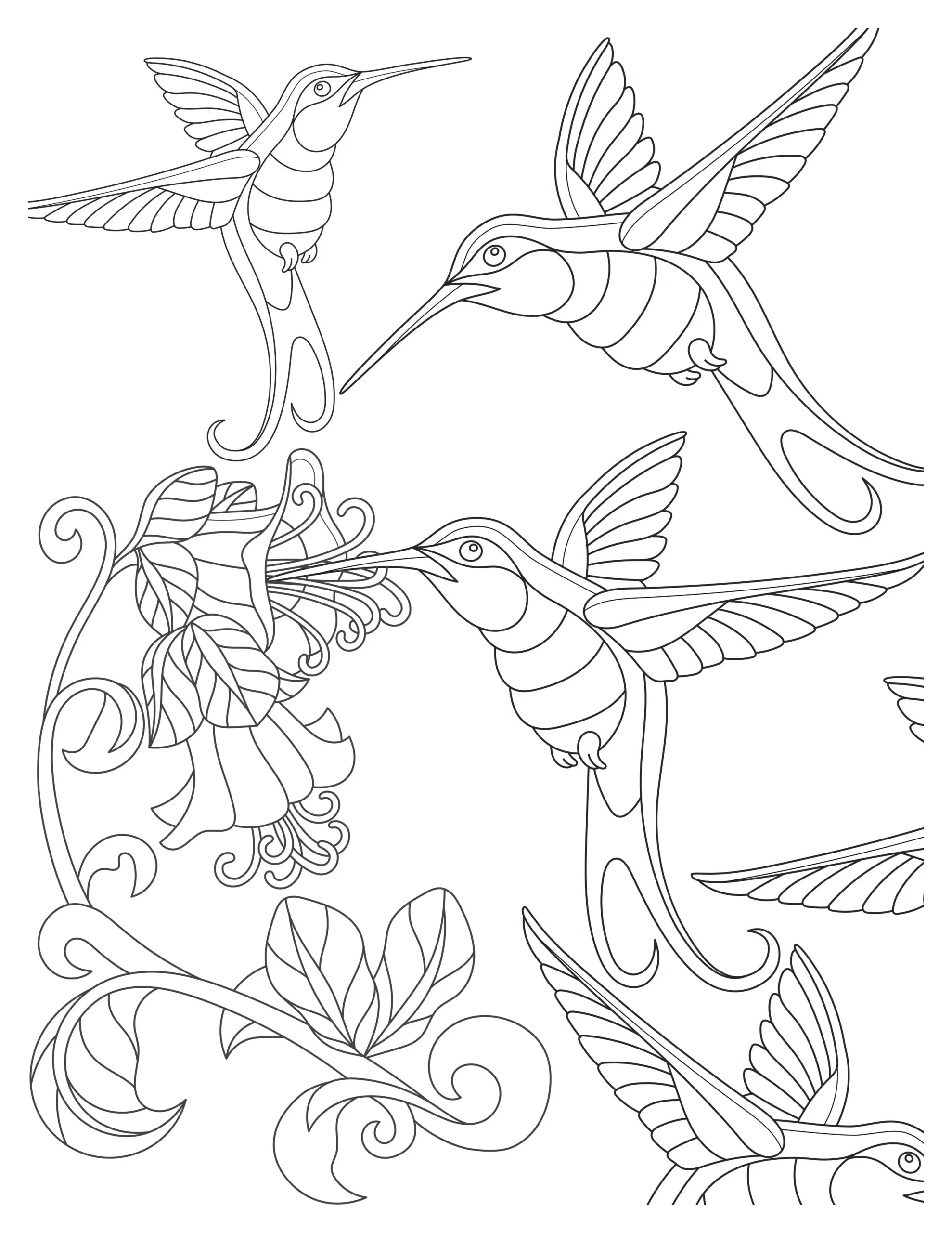 Lovely Hummingbird Coloring Pages