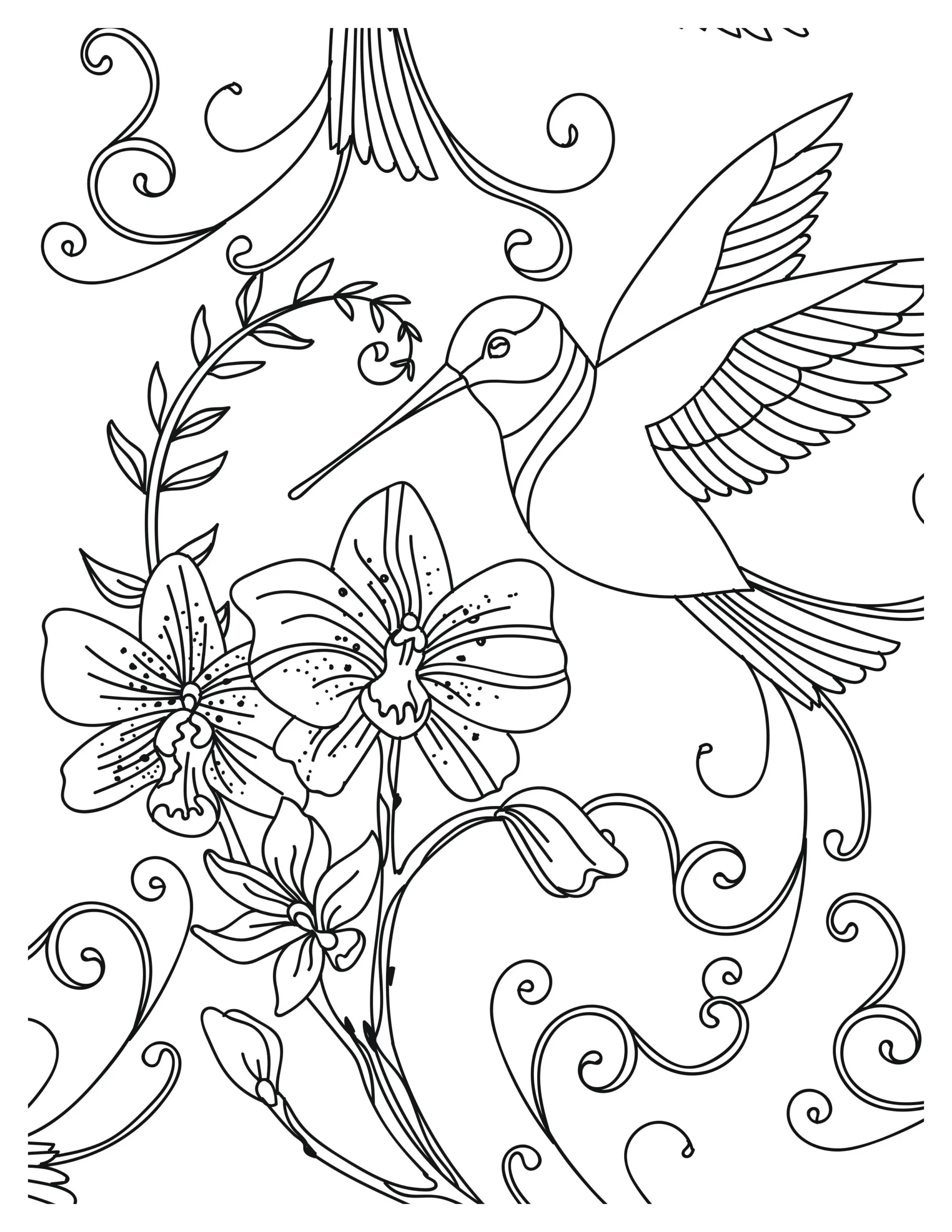 Lovely Hummingbird Coloring Pages