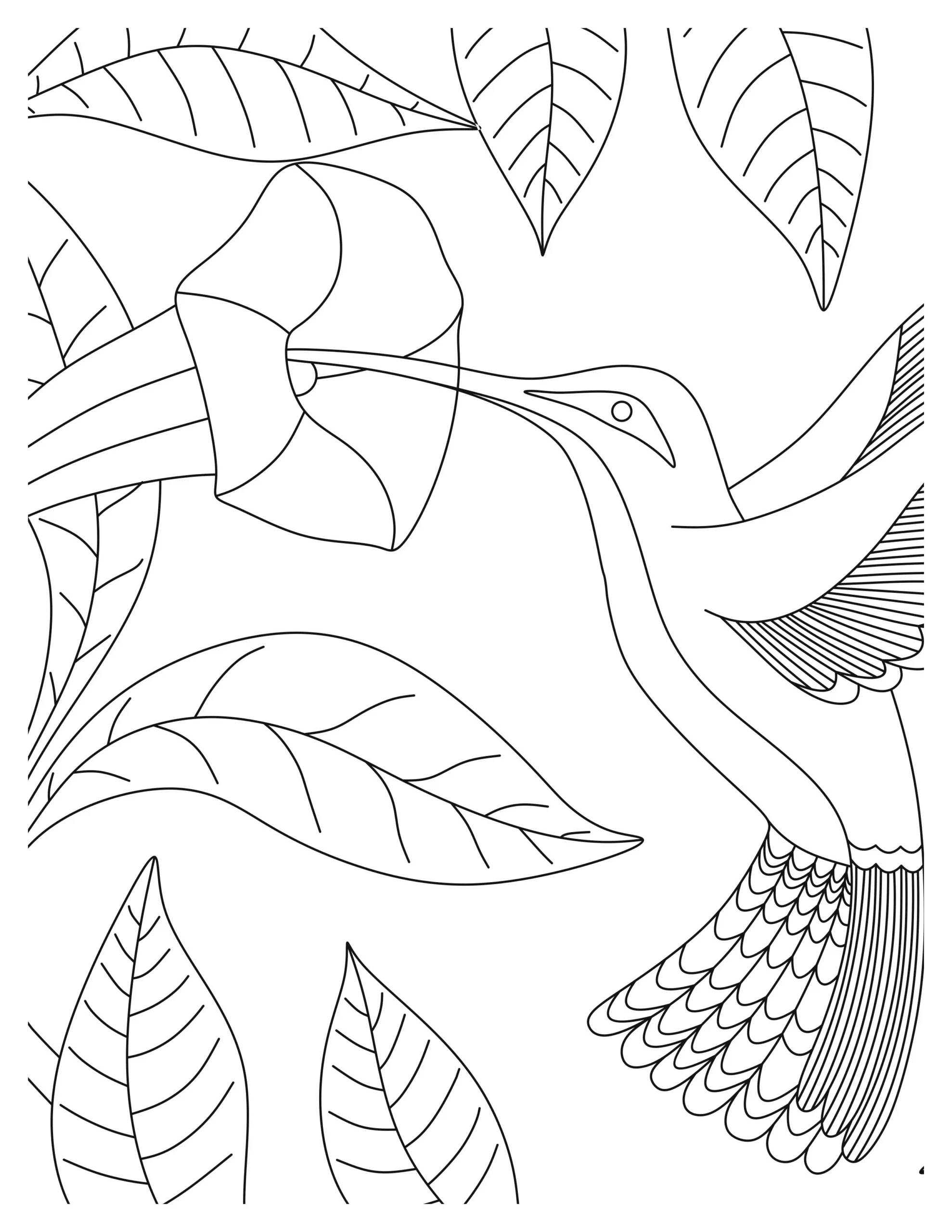 Lovely Hummingbird Coloring Pages