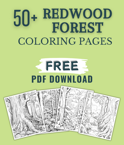 47 Majestic Redwood Forest Coloring Pages For Kids & Adults (FREE DOWNLOAD)