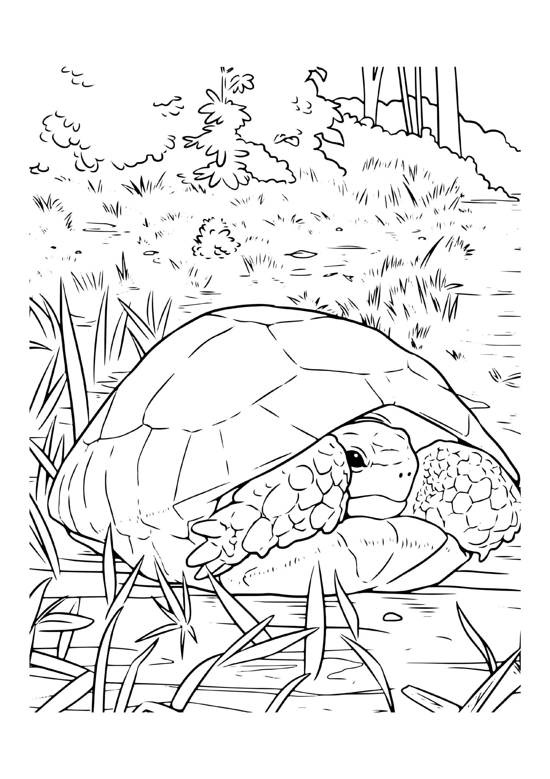 Shy Turtle In A Serene Meadow