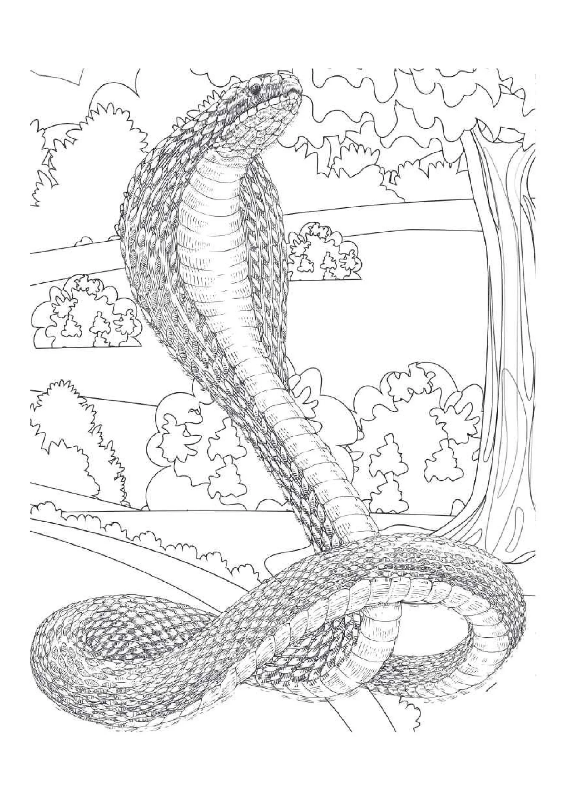 Snake Coloring Pages