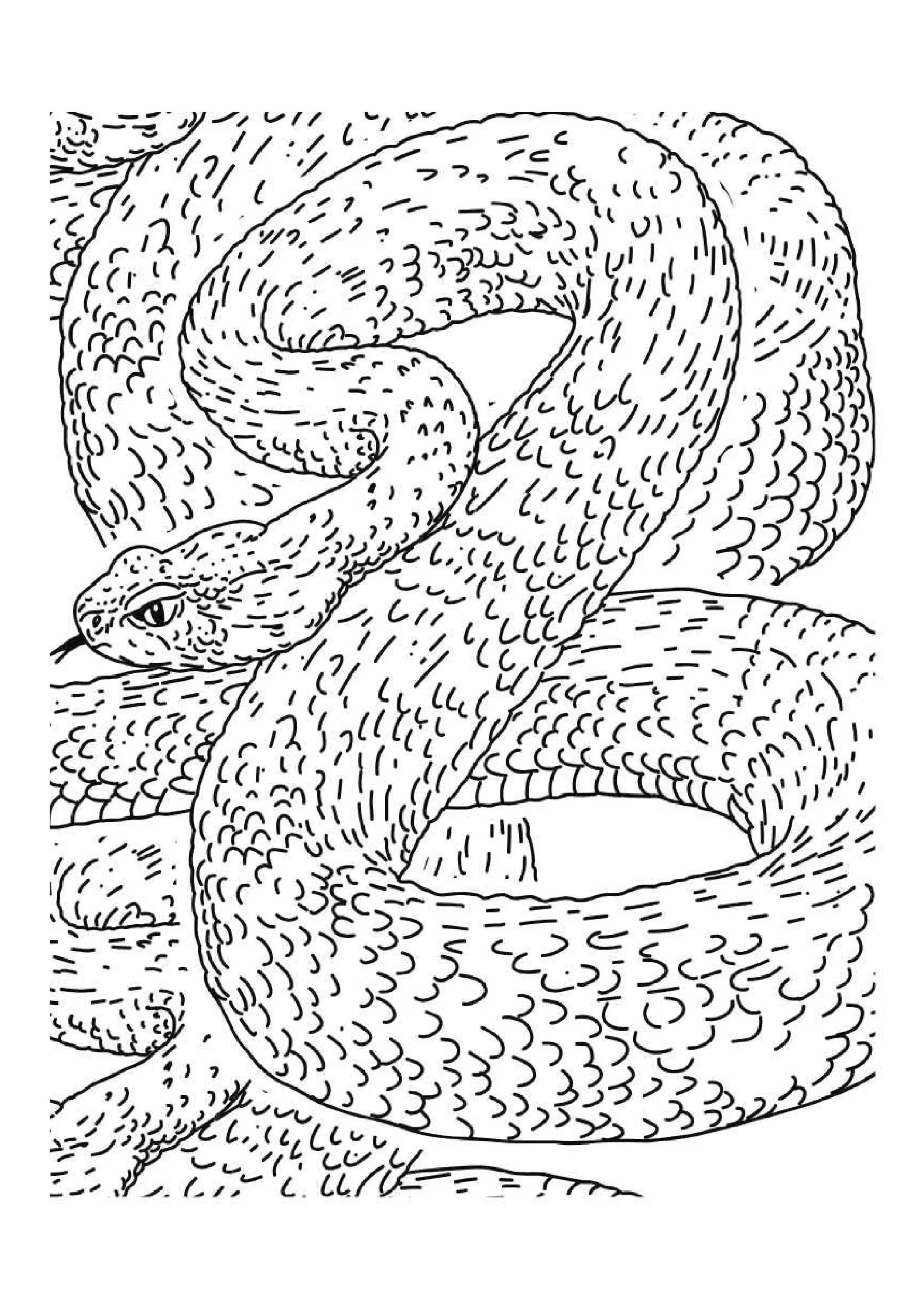 Coiled Serpent In Motion